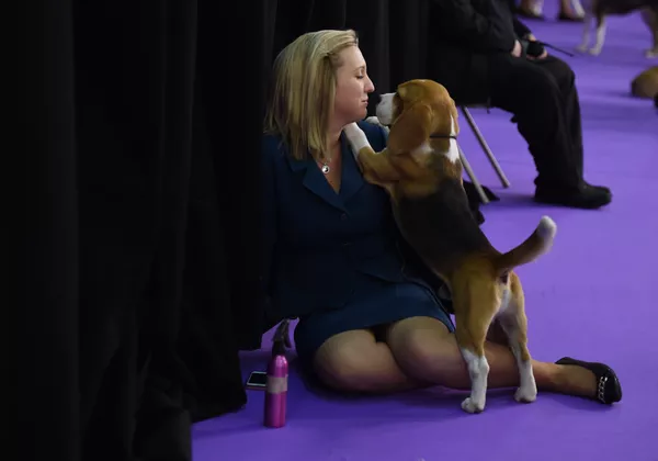 Шоу собак Westminster Kennel Club Шоу собак Westminster Kennel Club - Sputnik Беларусь