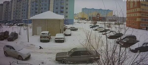 Ворона разбила стекло в машине - Sputnik Беларусь