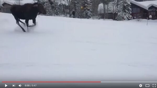 Лось гонится за сноубордистами - Sputnik Беларусь
