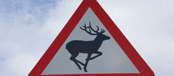 Знак: осторожно, дикие животные - Sputnik Беларусь