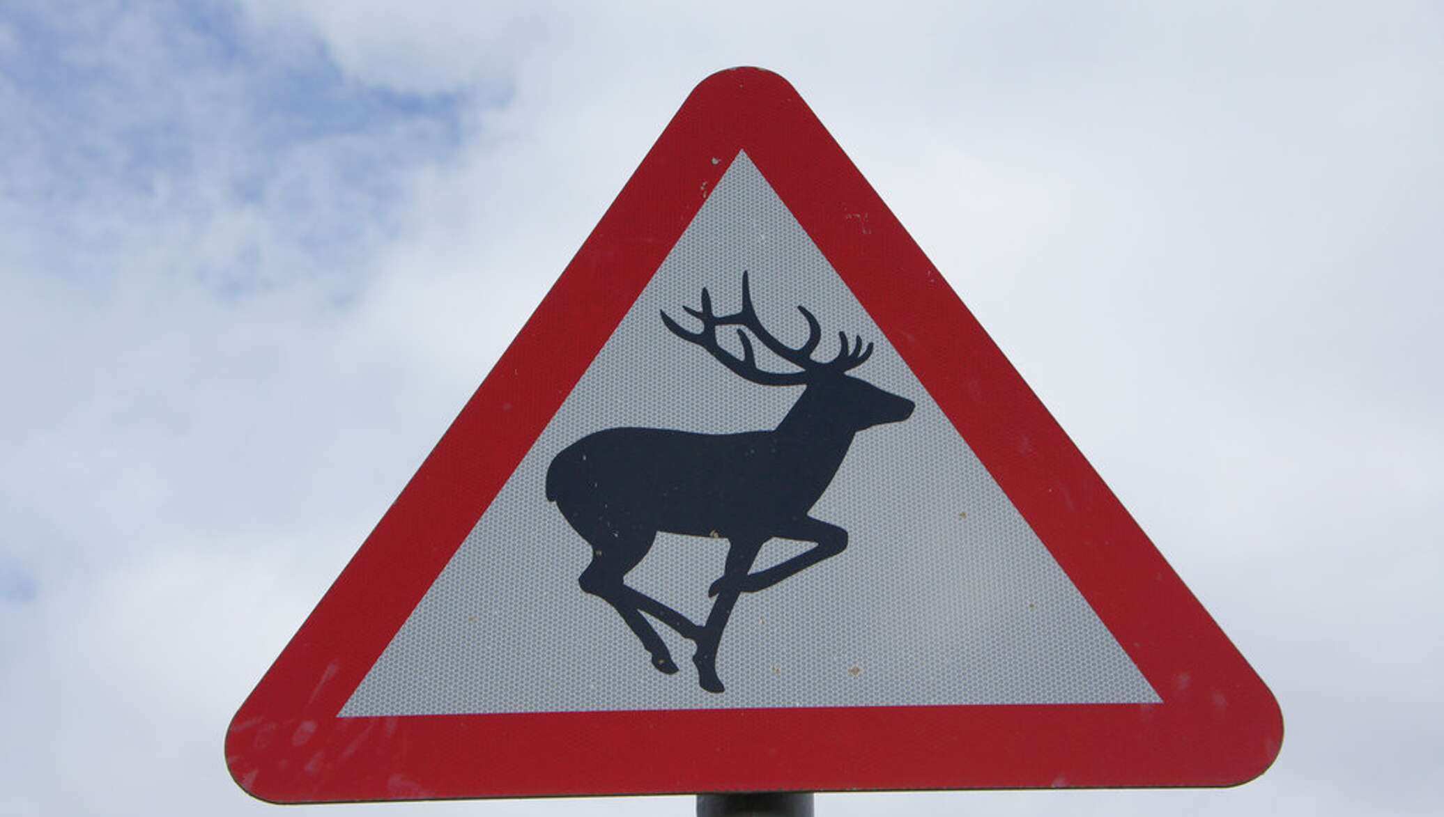 Что означает знак оленя. Знак 1.27. Дикие животные. Дорожный знак Дикие животные. Знак олень. Дорожный знак олень.