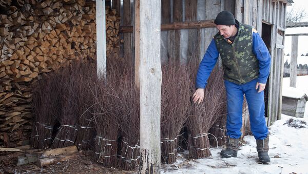 В деревне Лунинецкого района заготавливают метлы - Sputnik Беларусь