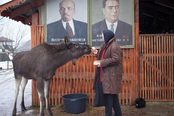 На ферме живет лось Гриша - Sputnik Беларусь