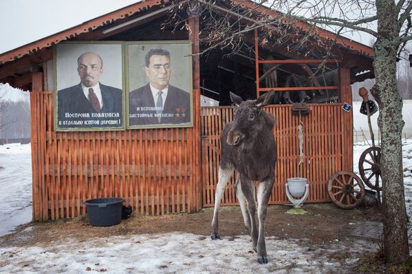 На ферме живет лось Гриша - Sputnik Беларусь