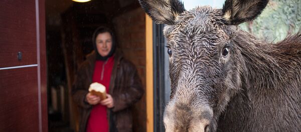 На ферме жыве лось Грыша На ферме жыве лось Грыша - Sputnik Беларусь