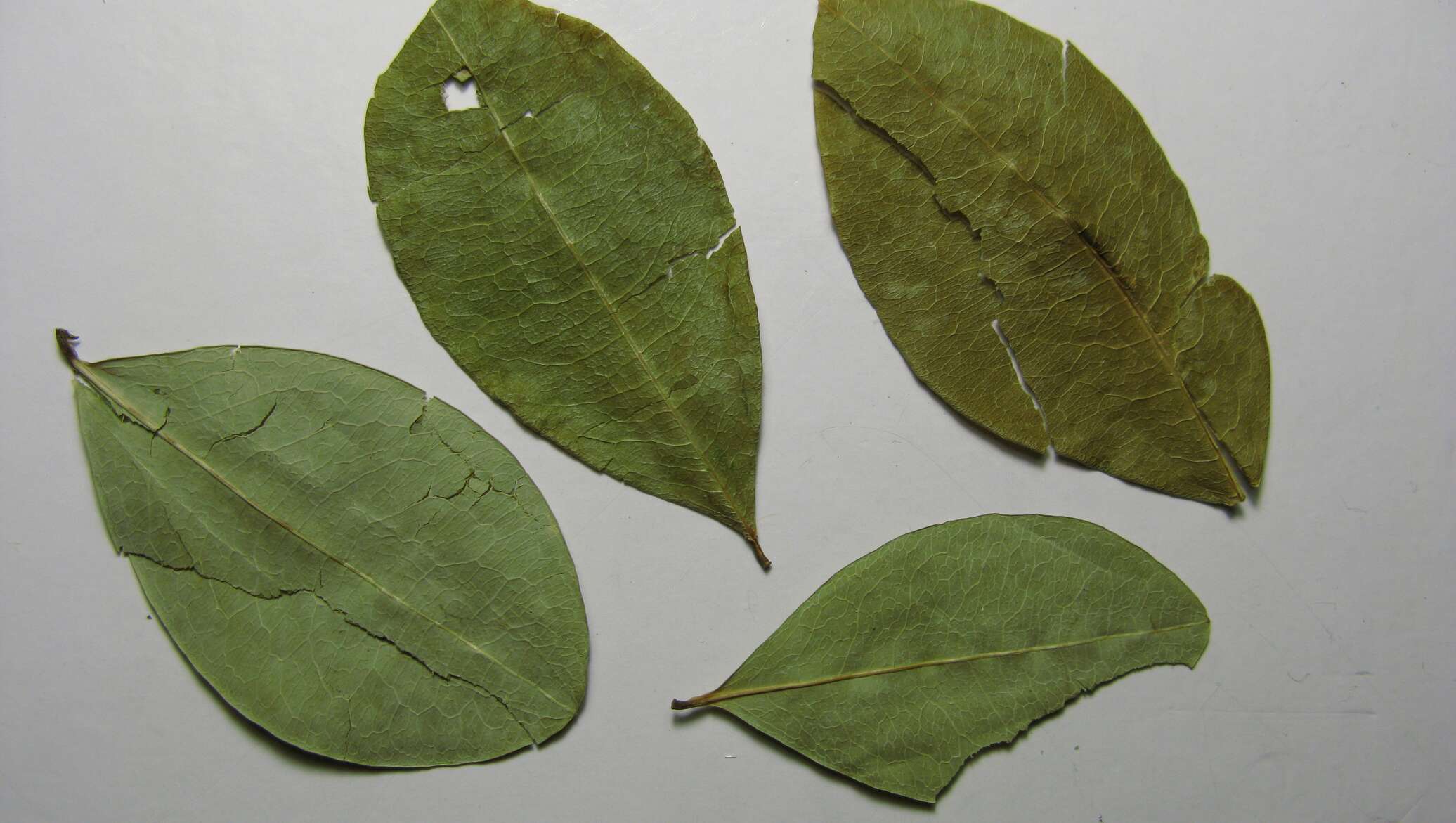 Coca leaf. Кокаиновый куст. Листья кокки. Листья кокаина. Листок коки.