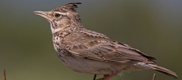 Жаворонок Жаворонок - Sputnik Беларусь