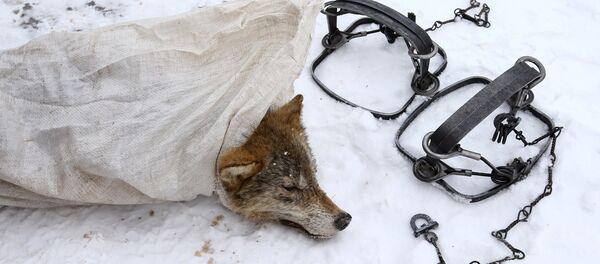 Капканы и мертвый волк - Sputnik Беларусь