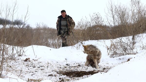 Волк попал в капкан - Sputnik Беларусь