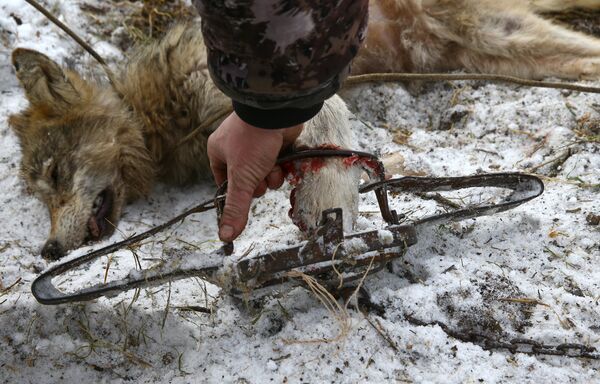 Мертвый волк - Sputnik Беларусь