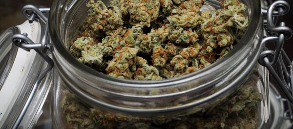Марихуана в банке - Sputnik Беларусь