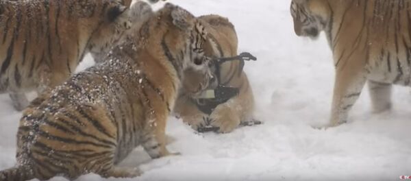 Видеофакт: как худеют располневшие в зоопарке амурские тигры - Sputnik Беларусь