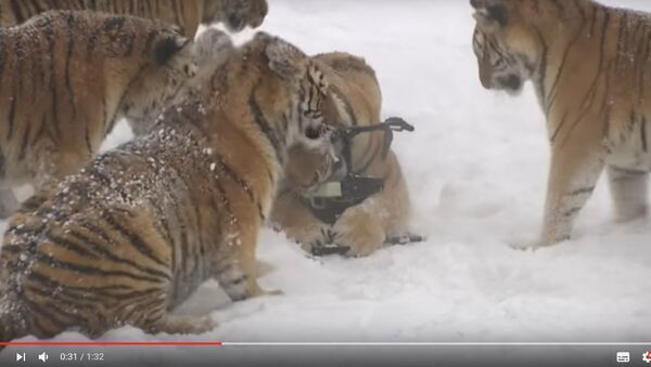 Видеофакт: как худеют располневшие в зоопарке амурские тигры - Sputnik Беларусь