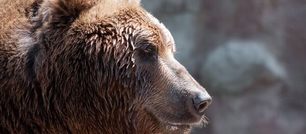 Медведь, архивное фото - Sputnik Беларусь