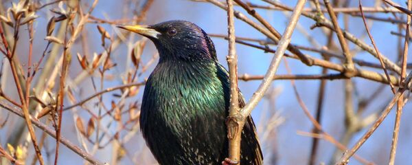 Шпак Шпак - Sputnik Беларусь