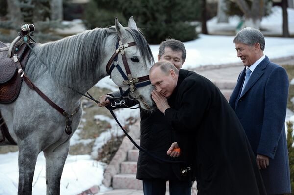 В феврале 2017 года, во время визита в Бишкек, российский президент получил в подарок от своего кыргызского коллеги коня серой масти. По данным СМИ, это лошадь кыргызской породы.  - Sputnik Беларусь