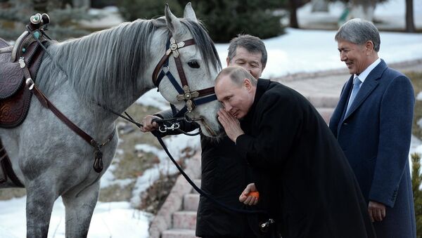 Президенту России Владимиру Путину президент Кыргызстана Алмазбек Атамбаев подарил коня серой масти - Sputnik Беларусь