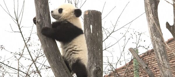 Маленькие панды на прогулке - Sputnik Беларусь