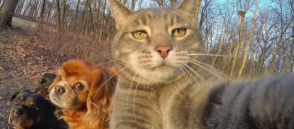 Manny The Selfie Cat - Селфи-кот Мэнни - Sputnik Беларусь