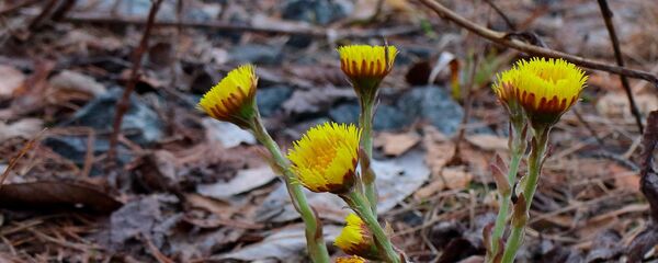 Кветкі падбелу Кветкі падбелу - Sputnik Беларусь