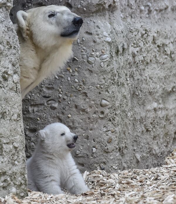 Впервые медведица выводит своих детенышей из берлоги в марте или в апреле, когда им уже исполняется три или четыре месяца. - Sputnik Беларусь