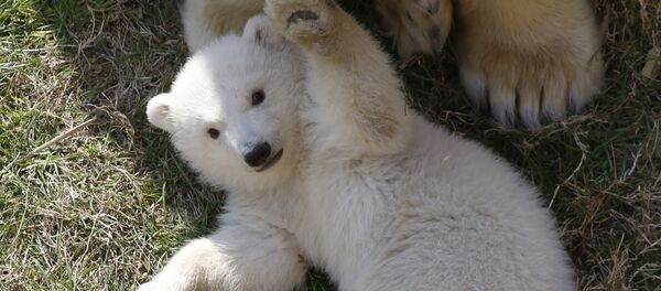 Белый медведь - Sputnik Беларусь