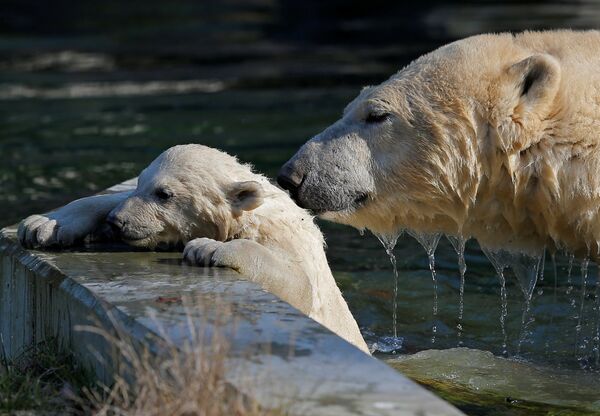 Между пальцами передних лап полярных медведей есть перепонки, которые помогают плавать. - Sputnik Беларусь