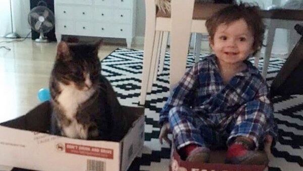Кот Эрнст и маленький Джек любили вместе сидеть в картонных коробках - Sputnik Беларусь