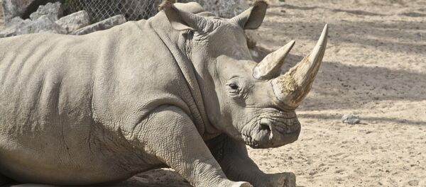 Белый носорог, архивное фото - Sputnik Беларусь