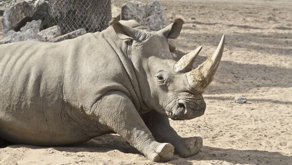 Белый носорог, архивное фото - Sputnik Беларусь
