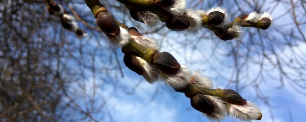 Котики - Sputnik Беларусь