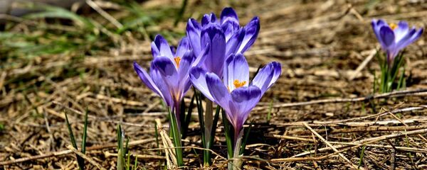 Крокусы-первоцветы - Sputnik Беларусь