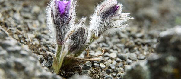 Прострел большой - многолетнее травянистое растение семейства лютиковых Прострел большой - многолетнее травянистое растение семейства лютиковых - Sputnik Беларусь