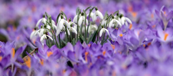 Пралескі Пралескі - Sputnik Беларусь