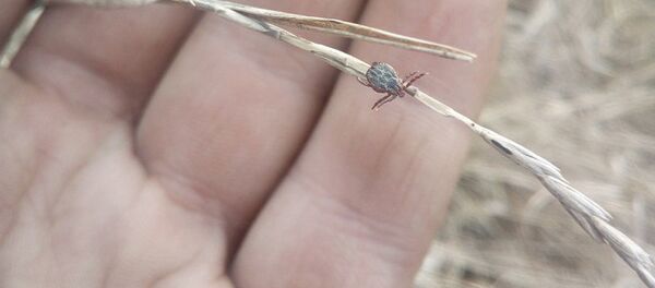 Клещ Клещ - Sputnik Беларусь