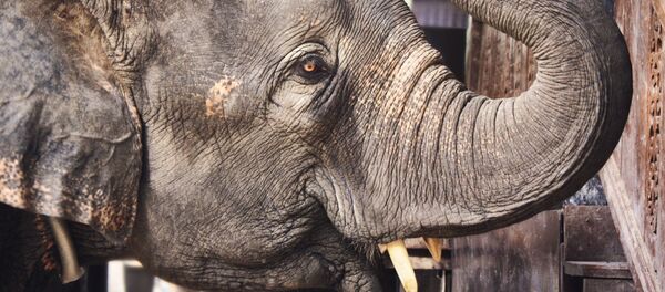 Африканский слон - Sputnik Беларусь