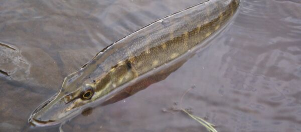 Щука - Sputnik Беларусь