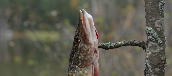 Пойманная щука - Sputnik Беларусь