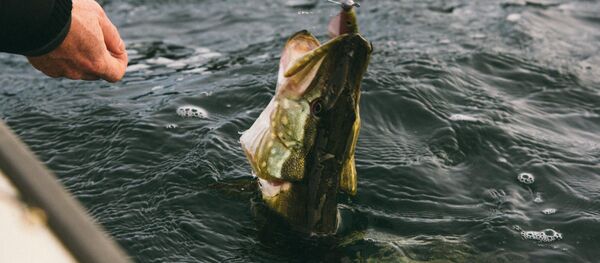 Щука - Sputnik Беларусь