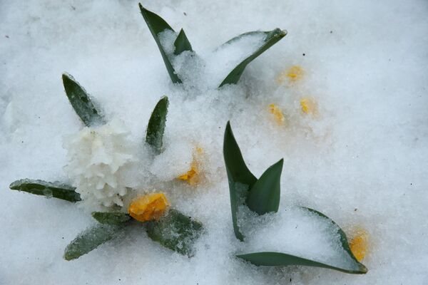 Гиацинты, крокусы, тюльпаны - распустившиеся весенние цветы оказались под снегом - Sputnik Беларусь
