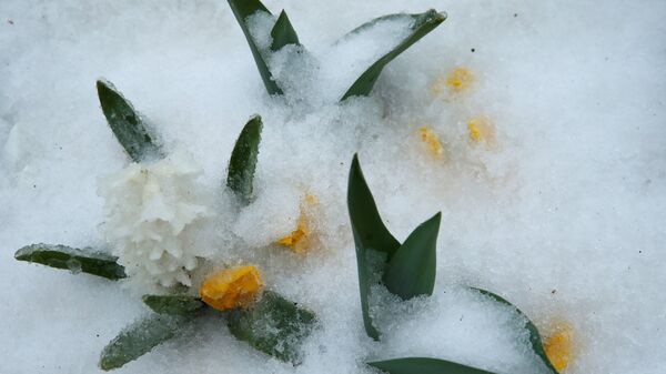 Гиацинты, крокусы, тюльпаны - распустившиеся весенние цветы оказались под снегом - Sputnik Беларусь