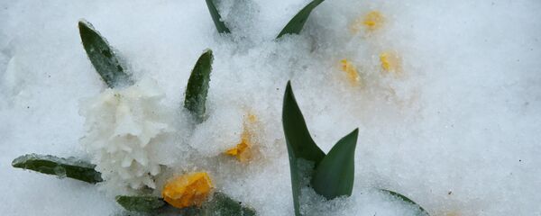 Гиацинты, крокусы, тюльпаны - распустившиеся весенние цветы оказались под снегом Гиацинты, крокусы, тюльпаны - распустившиеся весенние цветы оказались под снегом - Sputnik Беларусь