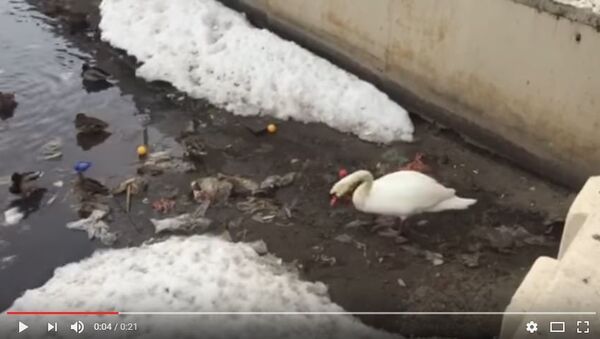 Лебедь чистит озеро от мусора в Казани - Sputnik Беларусь
