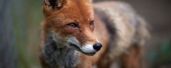 Лиса, архивное фото - Sputnik Беларусь