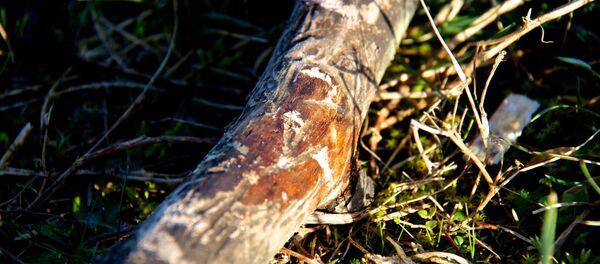 Палка, архивное фото - Sputnik Беларусь