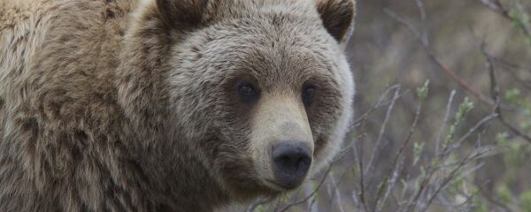Бурый медведь, архивное фото Бурый медведь, архивное фото - Sputnik Беларусь