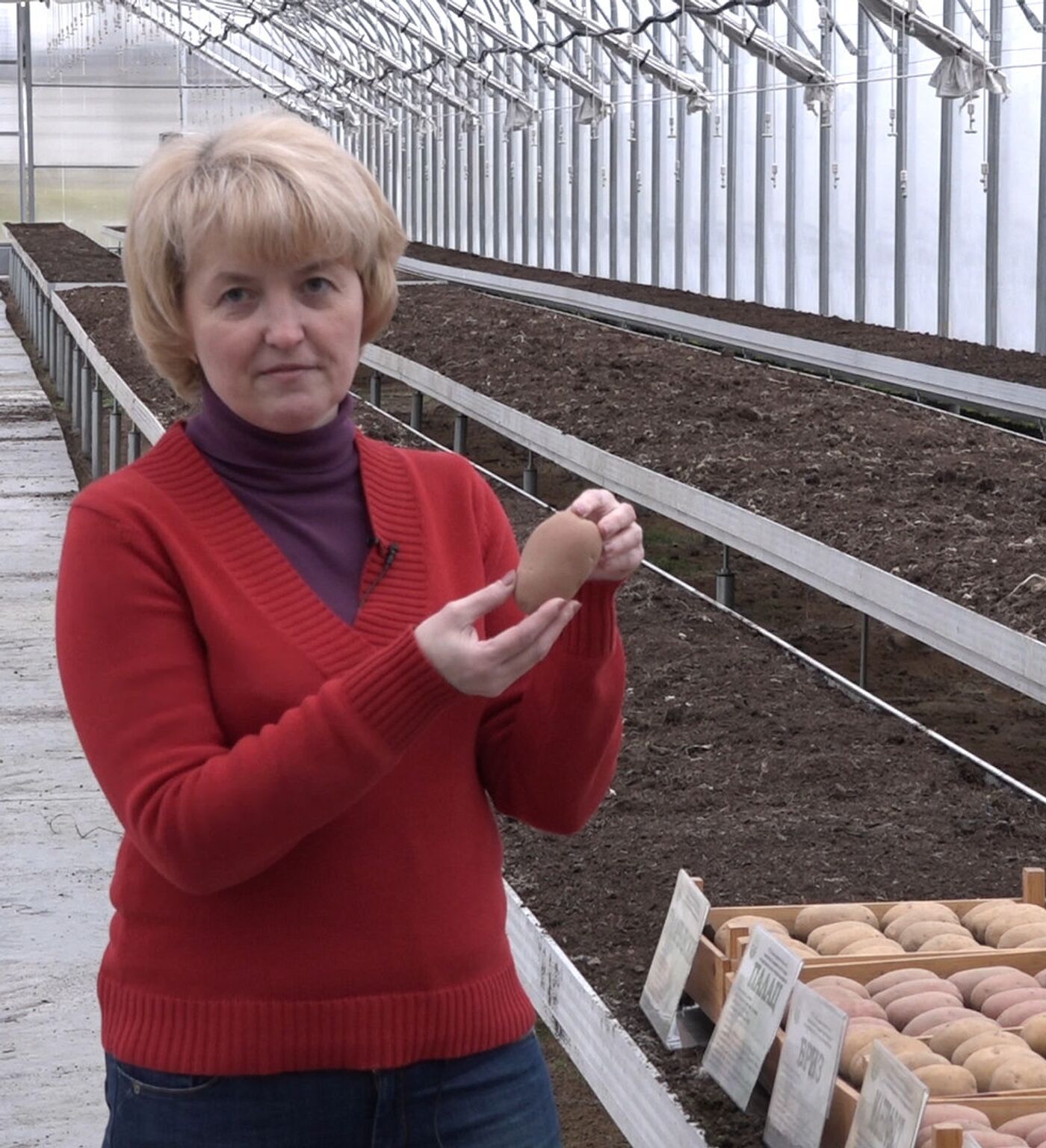 Какие сорта белорусского картофеля самые вкусные и урожайные - 25.05.2020,Sputnik Беларусь