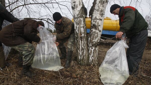 Заготовка березового сока в Беларуси - Sputnik Беларусь