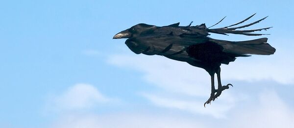 Полет ворона, архивное фото - Sputnik Беларусь