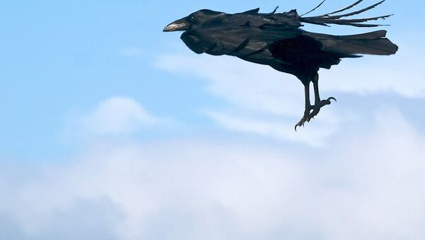 Полет ворона, архивное фото - Sputnik Беларусь
